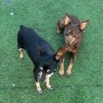 Zwergpinscher Bellota, 06/2016, ca. 33 cm