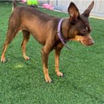 Zwergpinscher Bellota, 06/2016, ca. 33 cm