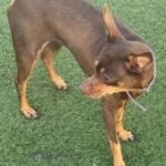 Zwergpinscher Bellota, 06/2016, ca. 33 cm