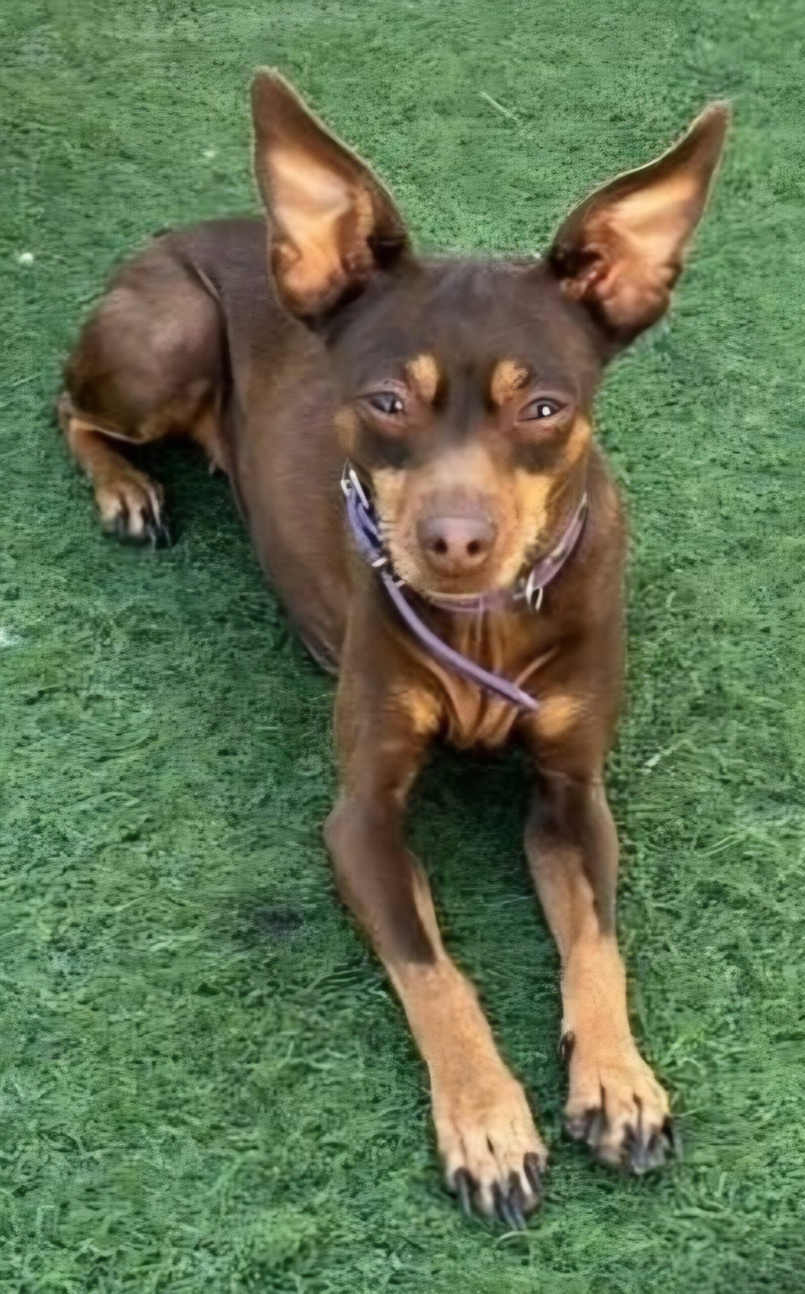 Zwergpinscher Bellota, 06/2016, ca. 33 cm