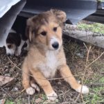 Mischling Benji, 07/2025, ca. 55 cm