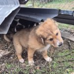 Mischling Benji, 07/2025, ca. 55 cm