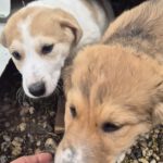 Mischling Benji, 07/2025, ca. 55 cm