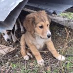 Mischling Benji, 07/2025, ca. 55 cm