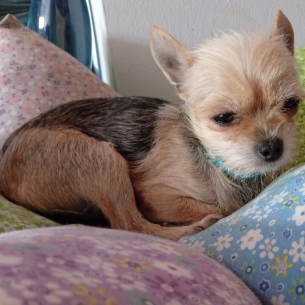 Yorkshire Terrier Bimbo, 08/2024, ca. 20 cm, 51373 Leverkusen