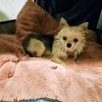 Yorkshire Terrier Bimbo, 08/2024, ca. 20 cm, 51373 Leverkusen