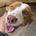 Podenco Birgit, 11/2024, ca. 45 cm