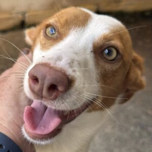 Podenco Birgit, 11/2024, ca. 45 cm