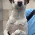 Podenco Birgit, 11/2024, ca. 45 cm