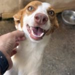 Podenco Birgit, 11/2024, ca. 45 cm