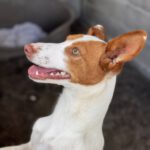 Podenco Birgit, 11/2024, ca. 45 cm