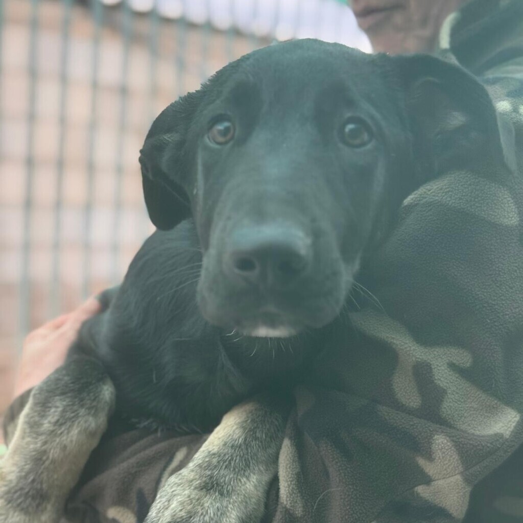 Mischling Blackberry, 06/2025, ca. 50 cm