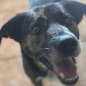 Mischling Boni, 04/2023, ca. 49 cm