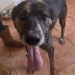 Mischling Boni, 04/2023, ca. 49 cm