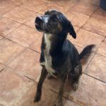 Mischling Boni, 04/2023, ca. 49 cm