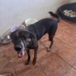 Mischling Boni, 04/2023, ca. 49 cm