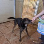 Mischling Boni, 04/2023, ca. 49 cm