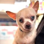 Chihuahua Bowie, 11/2021, ca. 25 cm