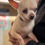 Chihuahua Bowie, 11/2021, ca. 25 cm