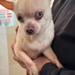 Chihuahua Bowie, 11/2021, ca. 25 cm