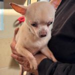 Chihuahua Bowie, 11/2021, ca. 25 cm