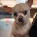 Chihuahua Bowie, 11/2021, ca. 25 cm