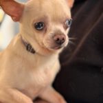 Chihuahua Bowie, 11/2021, ca. 25 cm