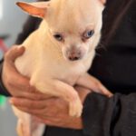 Chihuahua Bowie, 11/2021, ca. 25 cm