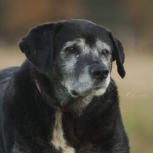 Labrador Bruno, 06/2015, ca. 57 cm, 29410 Salzwedel