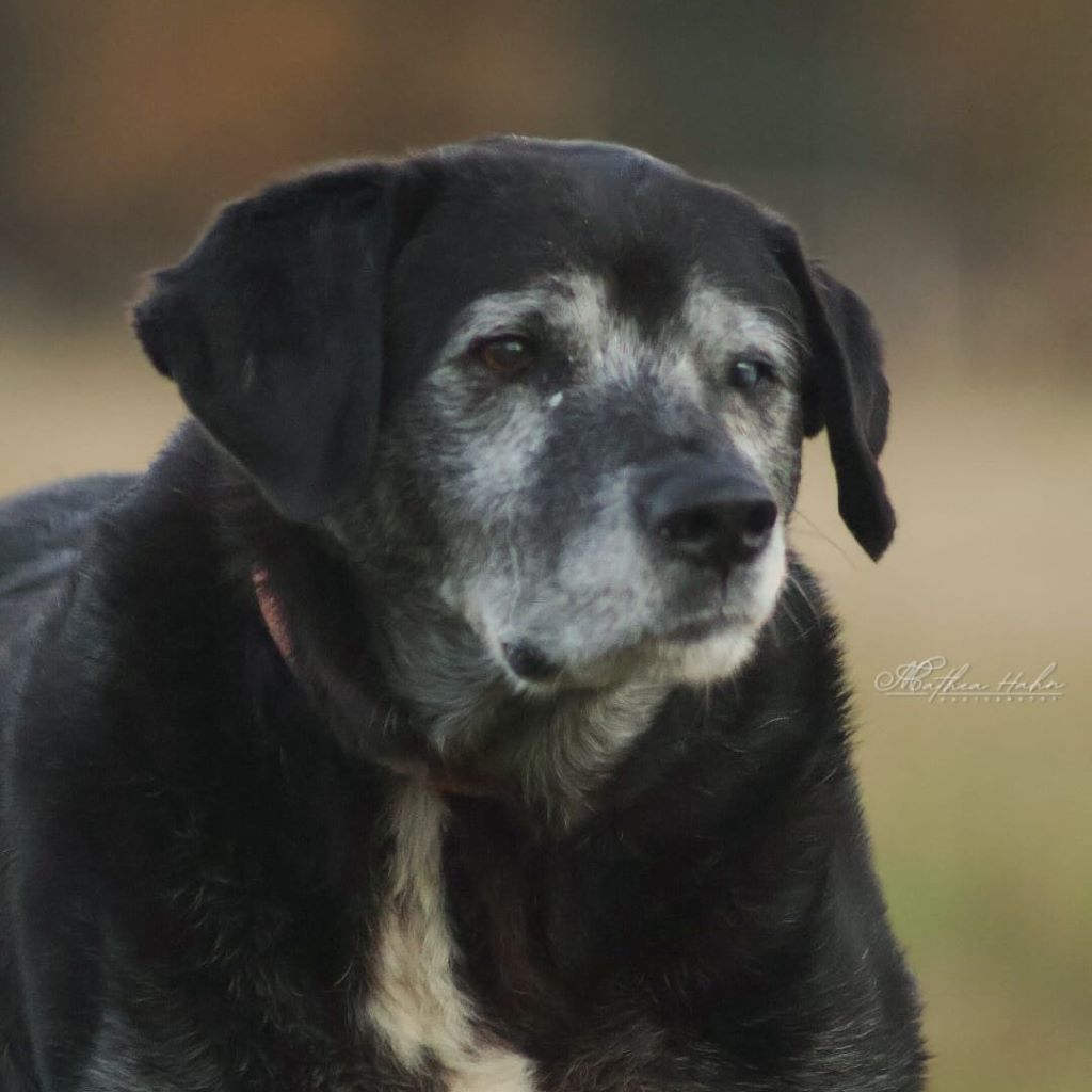 Labrador Bruno, 06/2015, ca. 57 cm, 29410 Salzwedel