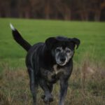 Labrador Bruno, 06/2015, ca. 57 cm, 29410 Salzwedel