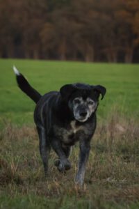 Labrador Bruno, 06/2015, ca. 57 cm, 29410 Salzwedel