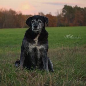 Labrador Bruno, 06/2015, ca. 57 cm, 29410 Salzwedel