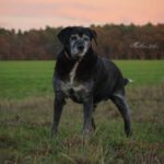 Labrador Bruno, 06/2015, ca. 57 cm, 29410 Salzwedel