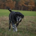 Labrador Bruno, 06/2015, ca. 57 cm, 29410 Salzwedel