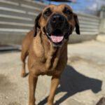 Mischling Bubba, 05/2021, ca. 65 cm