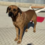 Mischling Bubba, 05/2021, ca. 65 cm