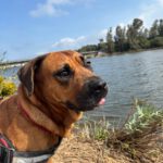 Mischling Bubba, 05/2021, ca. 65 cm