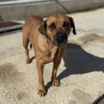 Mischling Bubba, 05/2021, ca. 65 cm