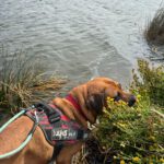 Mischling Bubba, 05/2021, ca. 65 cm