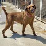 Mischling Bubba, 05/2021, ca. 65 cm