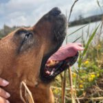 Mischling Bubba, 05/2021, ca. 65 cm