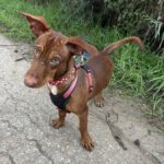 Podenco Maneto Bubble, 04/2025, Endgröße ca. 30 cm