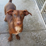 Podenco Maneto Bubble, 04/2025, Endgröße ca. 30 cm