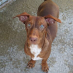 Podenco Maneto Bubble, 04/2025, Endgröße ca. 30 cm