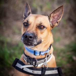 Malinois Mischling Cai, 11/2022, ca. 65 cm