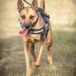 Malinois Mischling Cai, 11/2022, ca. 65 cm