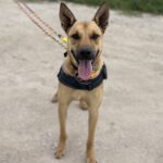 Malinois Mischling Cai, 11/2022, ca. 65 cm