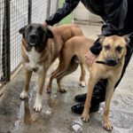 Malinois Mischling Cai, 11/2022, ca. 65 cm