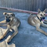 Malinois Mischling Cai, 11/2022, ca. 65 cm